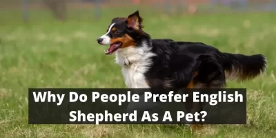 Why Do People Prefer English Shepherd As A Pet?