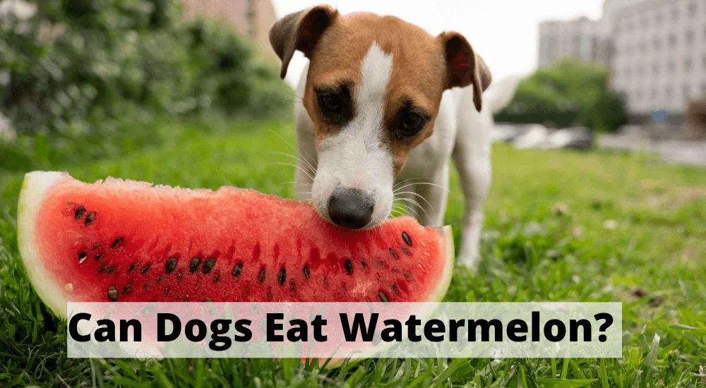 Can-Dogs-Eat-Watermelon-1