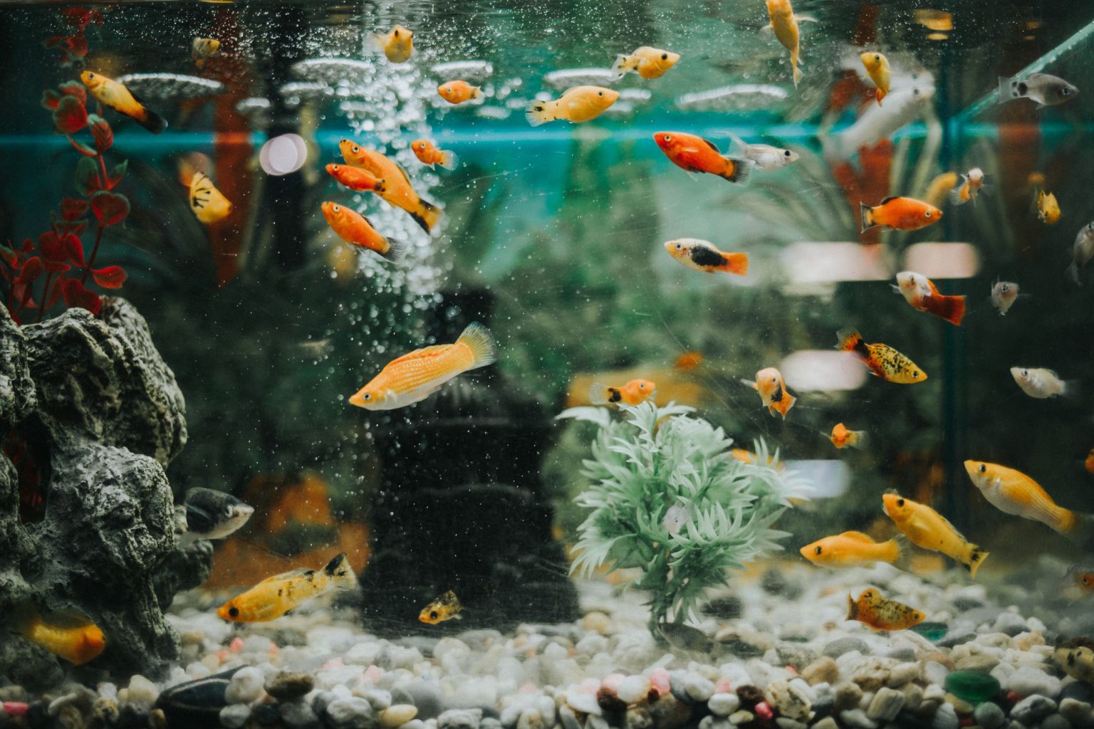 How to Get Rid of Hard Water Stains on Your Aquarium