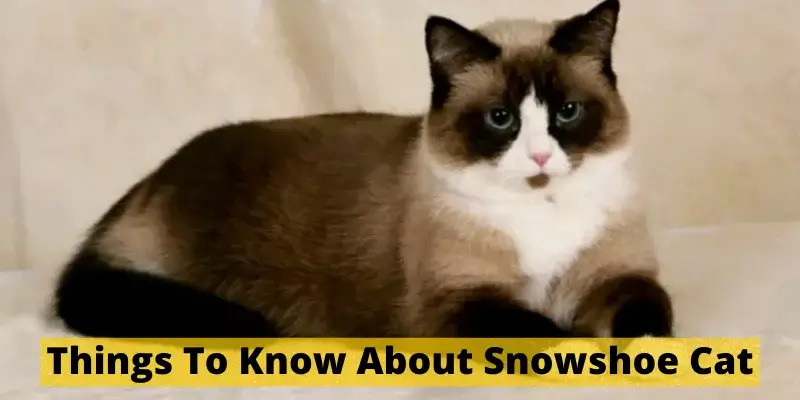 Things-To-Know-About-Snowshoe-Cat-1