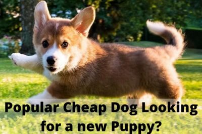 Popular Cheap Dog Looking For A New Puppy?