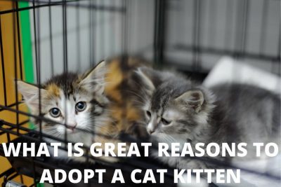 WHAT IS GREAT REASONS TO ADOPT A CAT KITTEN