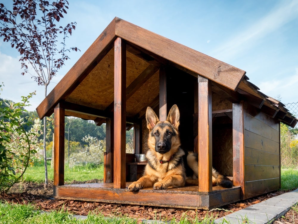 Irresistible Pets Make Your Dog House