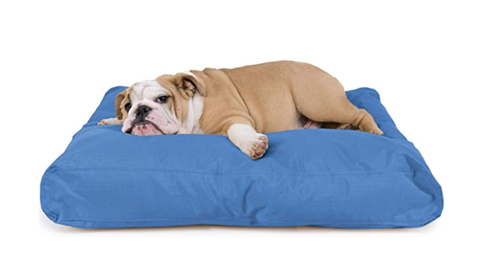 Home Grown Pets Things To Consider When Choosing A Pet Bed
