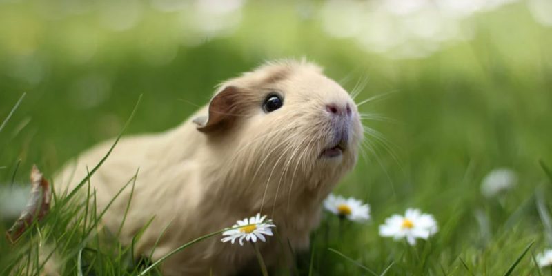 Care For Your Guinea Pig
